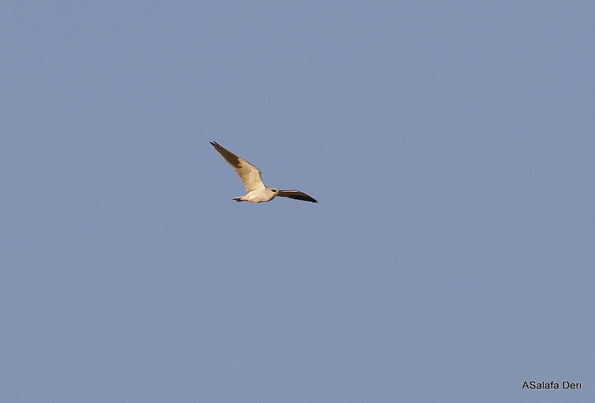 Black-winged Kite (African) - ML603615831