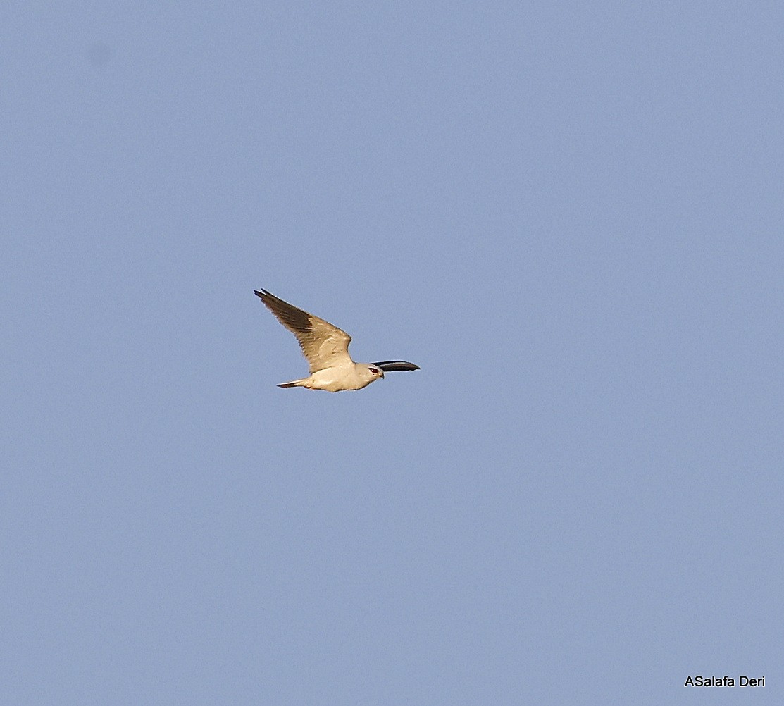 Black-winged Kite (African) - ML603615841