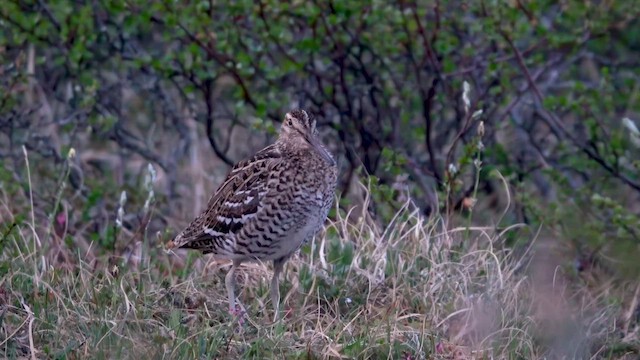 bekasina větší - ML603616921