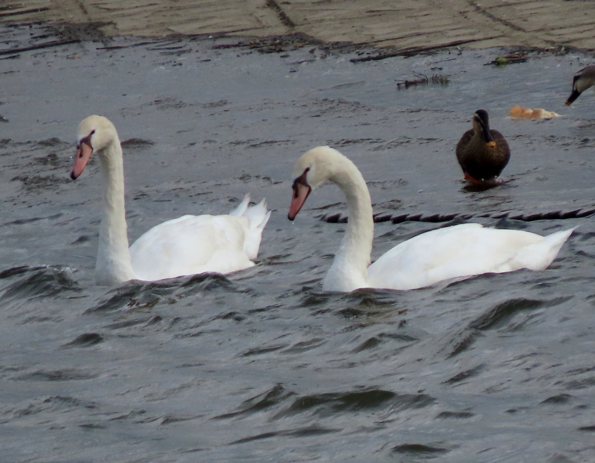 Mute Swan - ML603616991