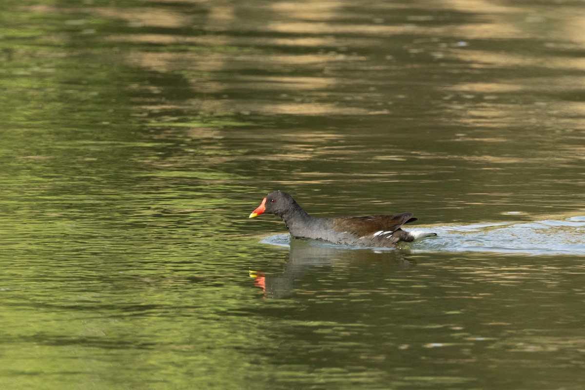 Eurasian Moorhen - ML603617101