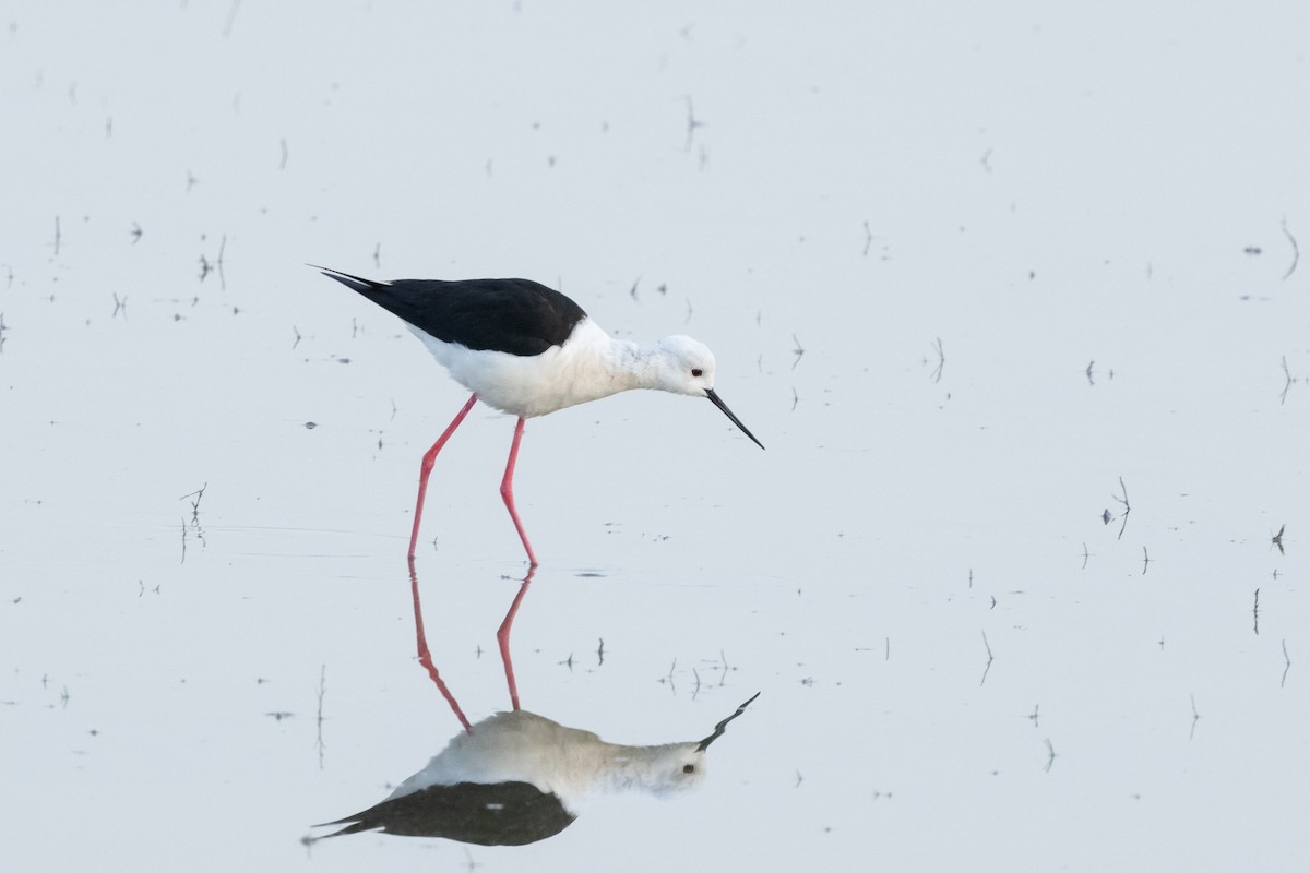 Black-winged Stilt - Carsten Sekula