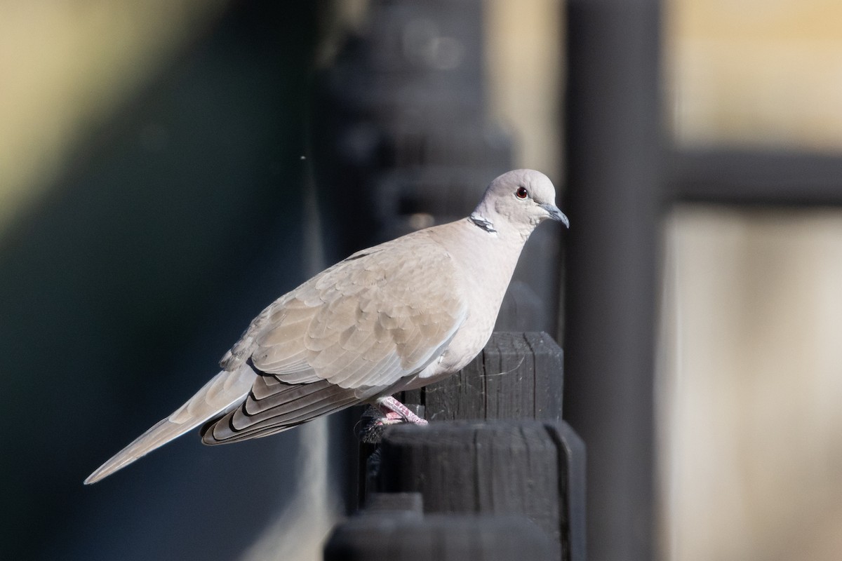 Eurasian Collared-Dove - ML603617501