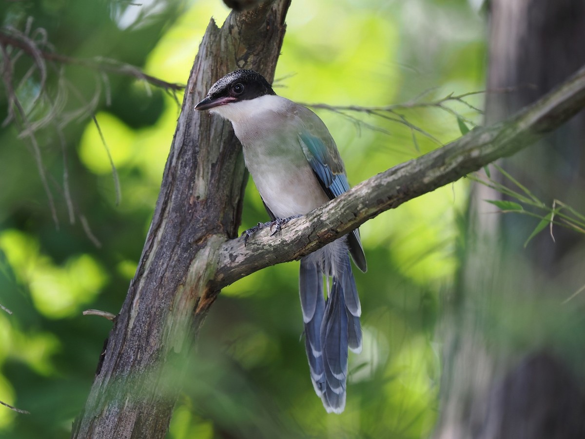 Azure-winged Magpie - ML603617881