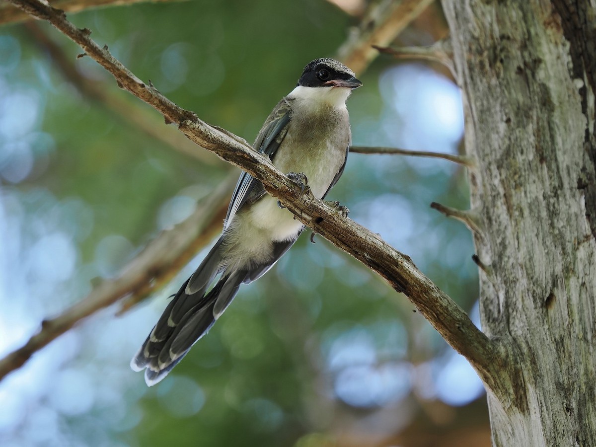 Azure-winged Magpie - ML603617901