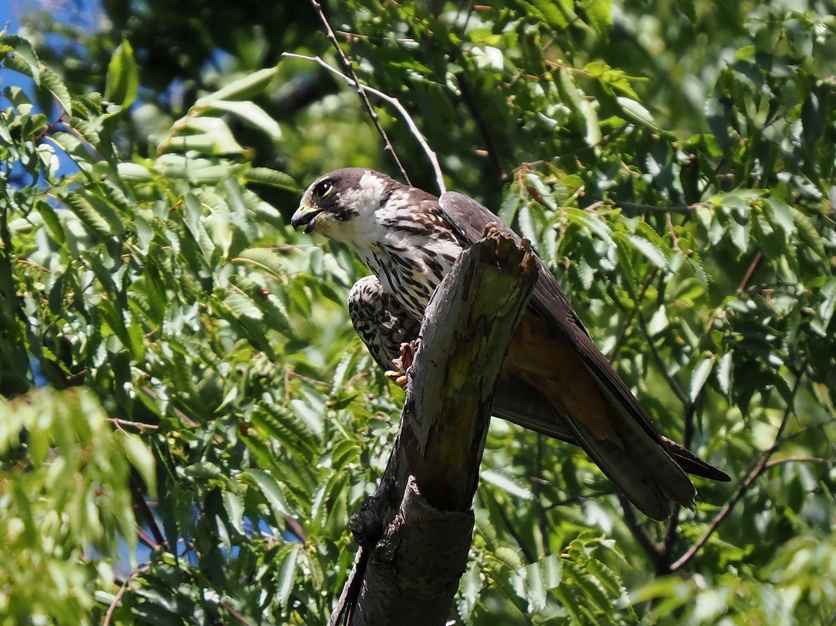 Eurasian Hobby - ML603617991