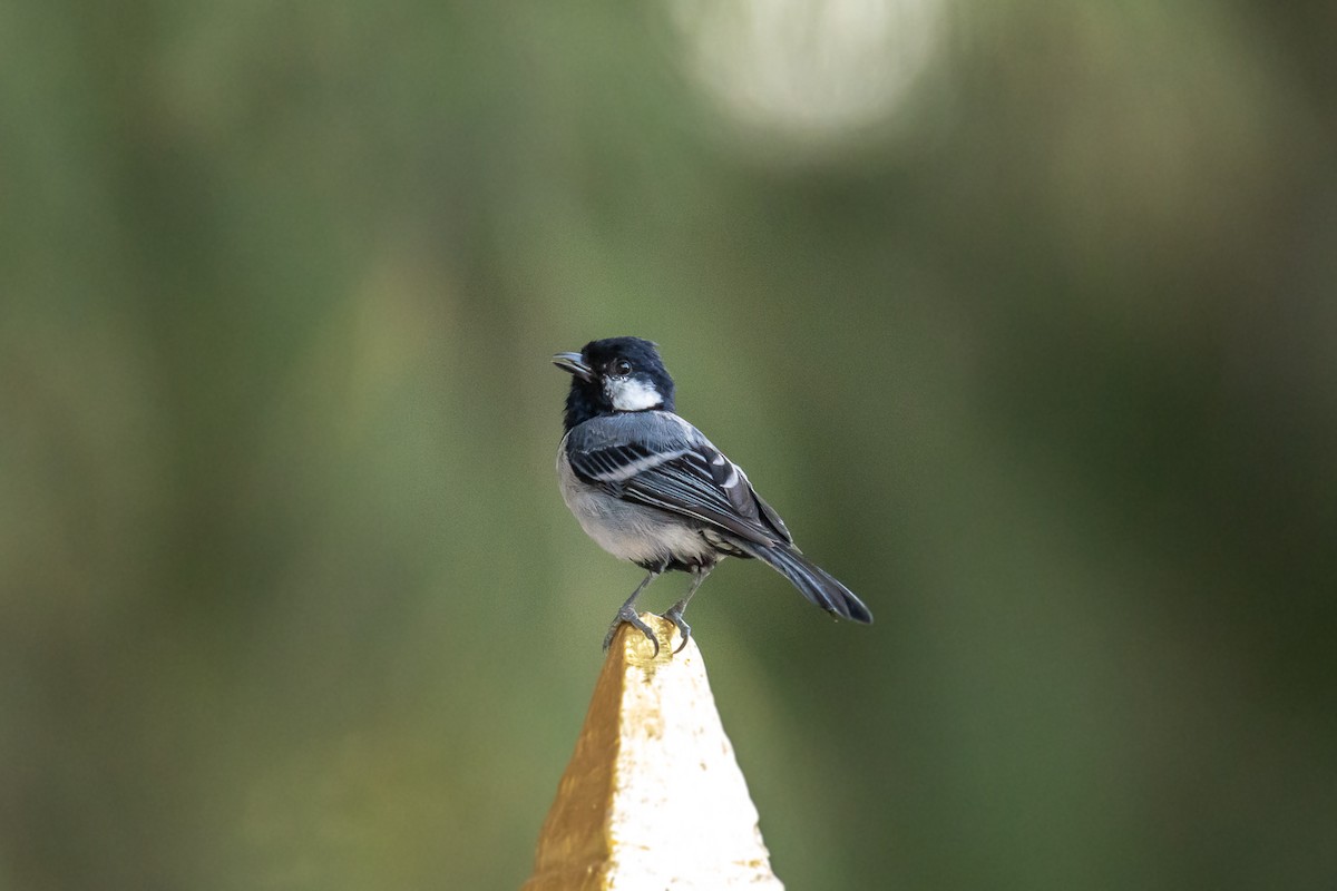 Cinereous Tit - ML603619251