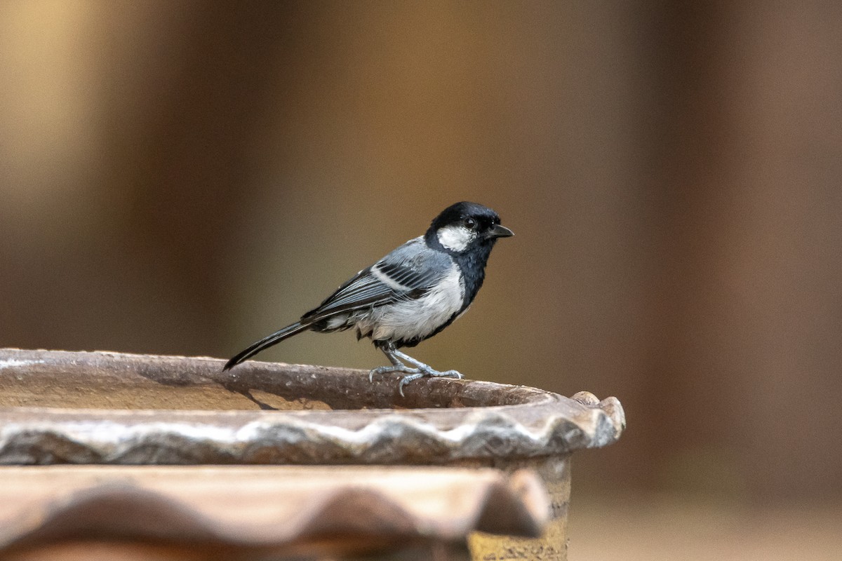 Cinereous Tit - ML603619281