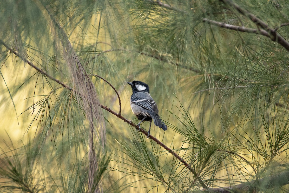 Cinereous Tit - ML603619291