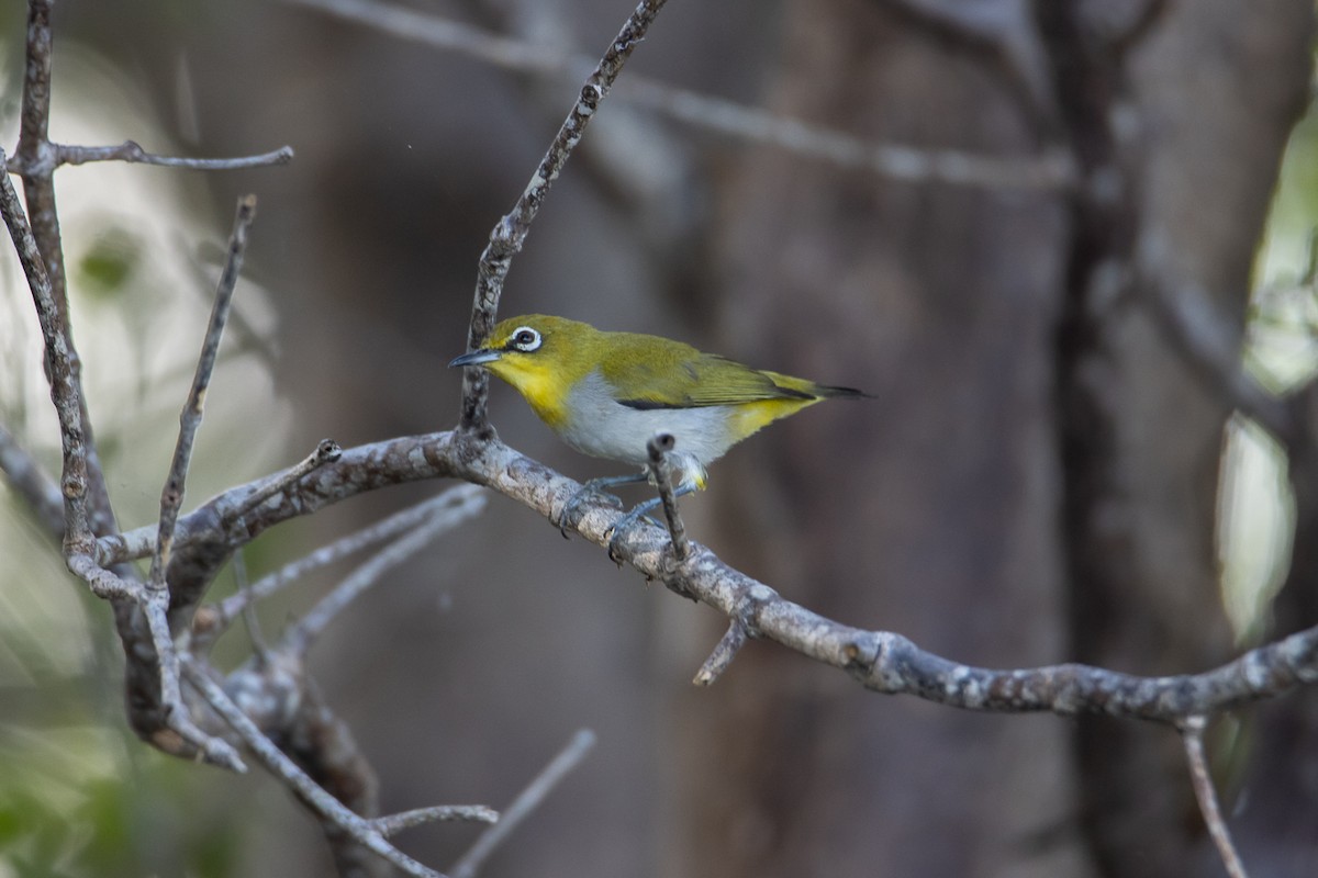 Swinhoe's White-eye - ML603619301