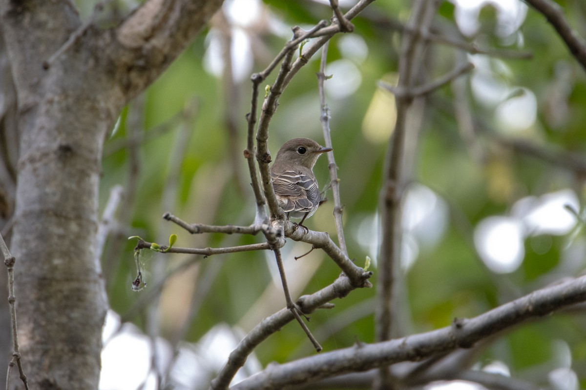 Asian Brown/Brown-streaked Flycatcher - ML603619341
