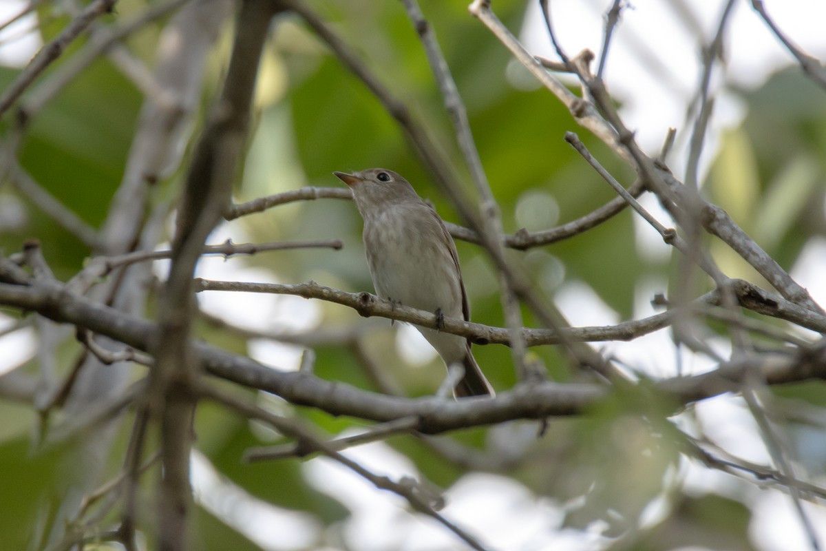 Asian Brown/Brown-streaked Flycatcher - ML603619351