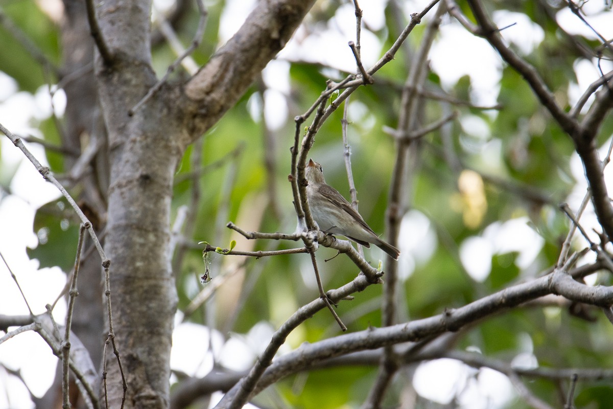 Asian Brown/Brown-streaked Flycatcher - ML603619361