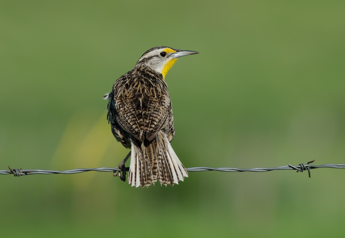 Western Meadowlark - Alix d'Entremont