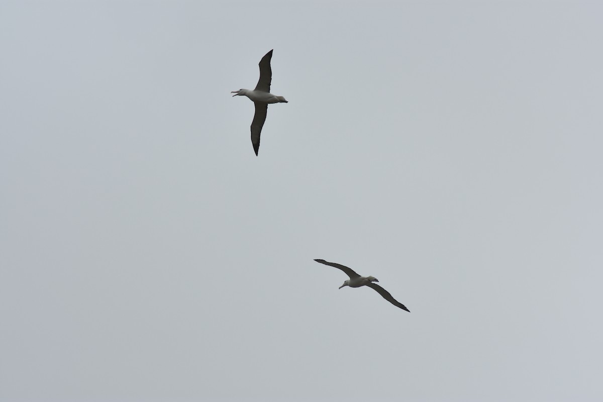 Northern/Southern Royal Albatross - Ma La