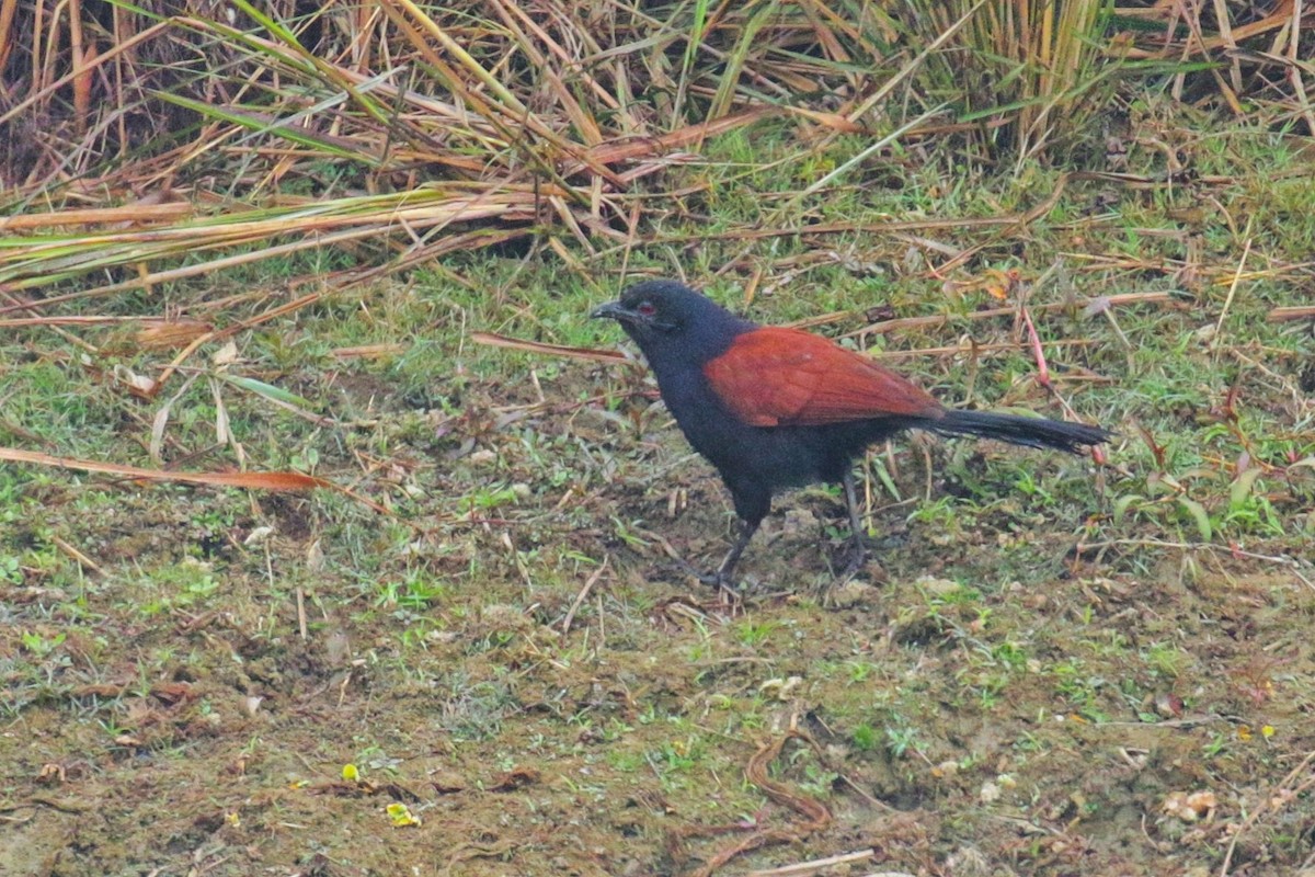 Greater Coucal - ML603620371