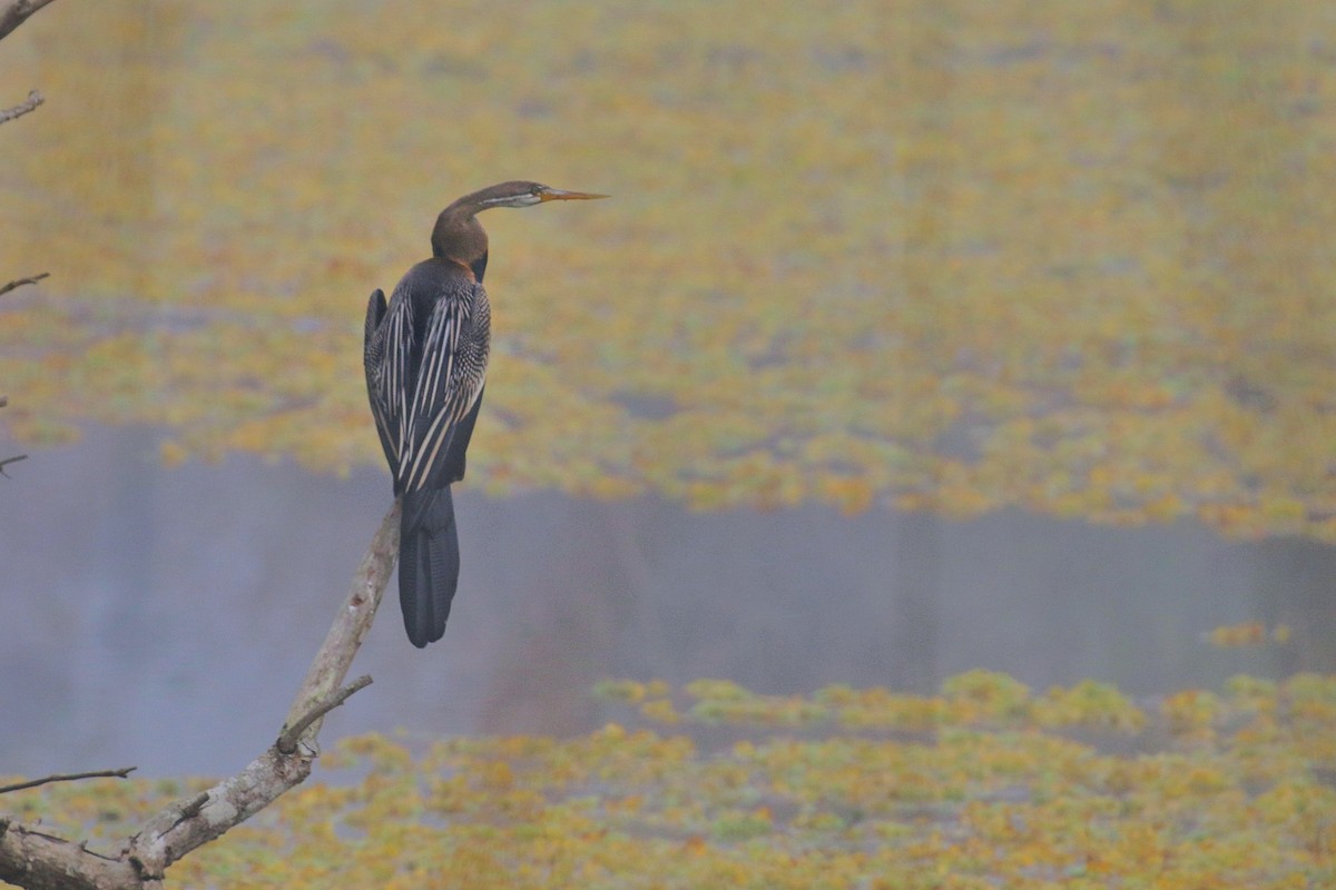 Orient-Schlangenhalsvogel - ML603620701