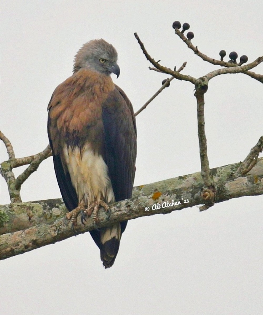 Gray-headed Fish-Eagle - ML603620801