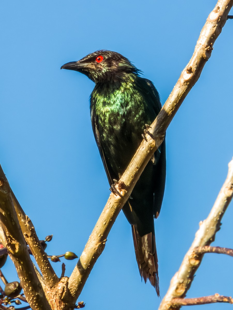Metallic Starling - ML603620811