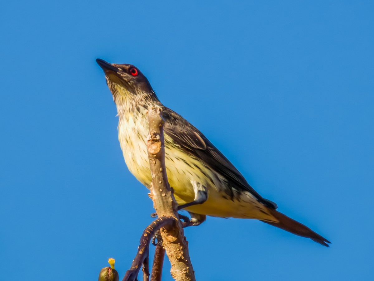 Metallic Starling - ML603620821