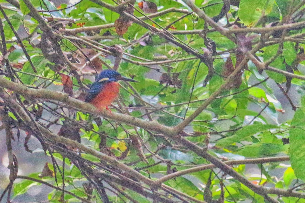 Blue-eared Kingfisher - ML603620831