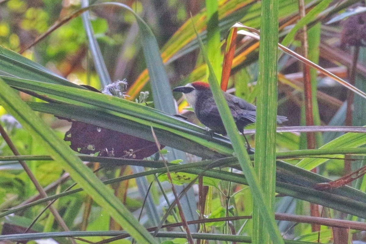 Chestnut-capped Babbler - ML603621411