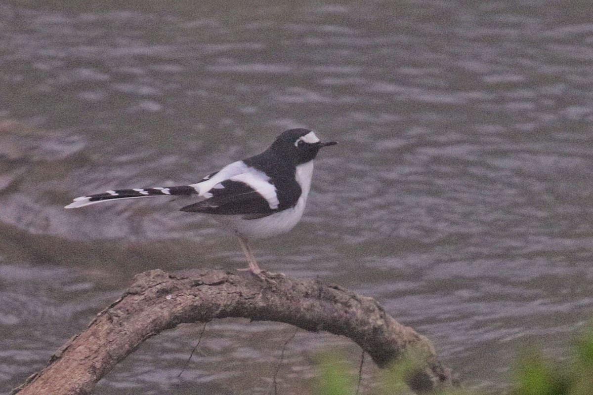 Black-backed Forktail - ML603621441