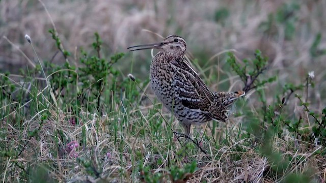 bekasina větší - ML603621461