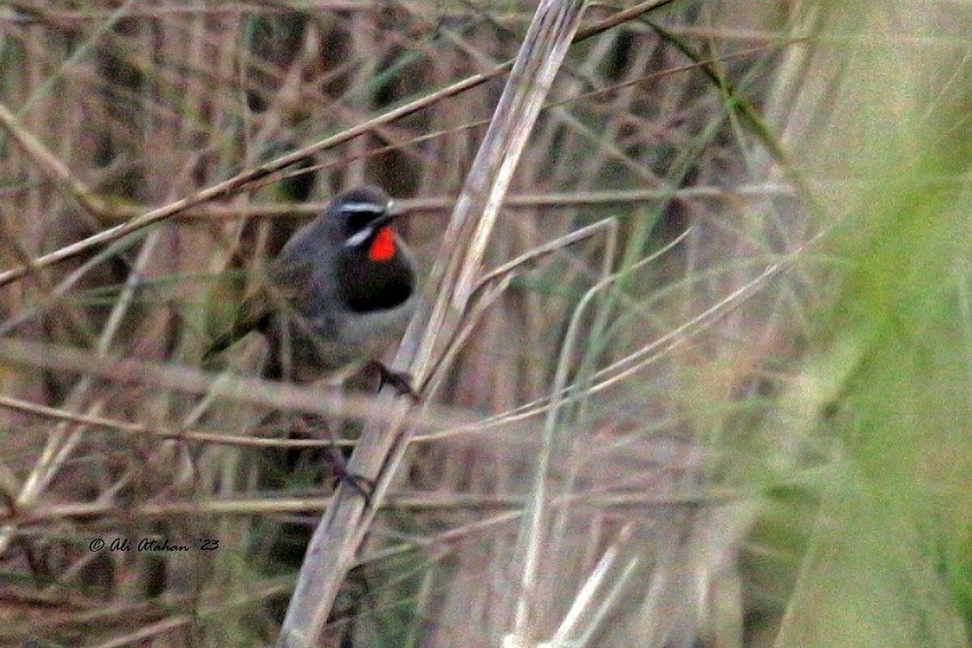 Himalayan Rubythroat - ML603621561