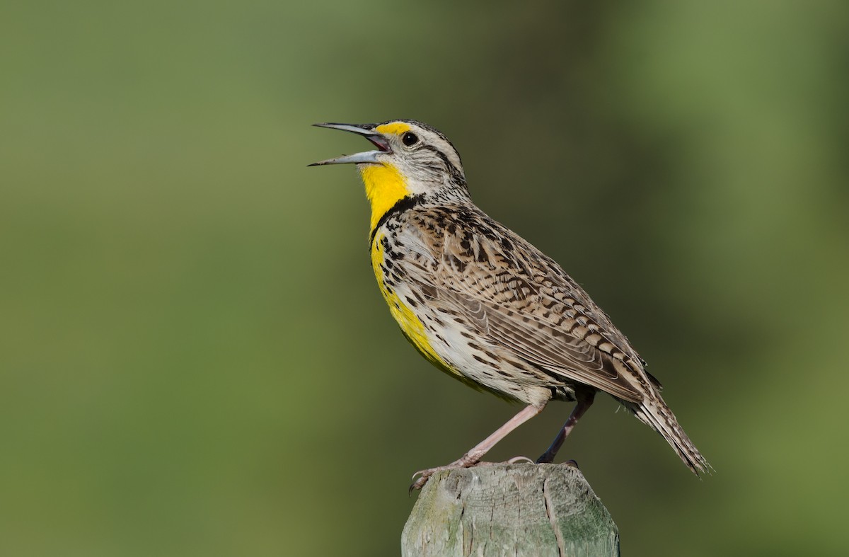 Western Meadowlark - Alix d'Entremont