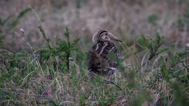 bekasina větší - ML603621801