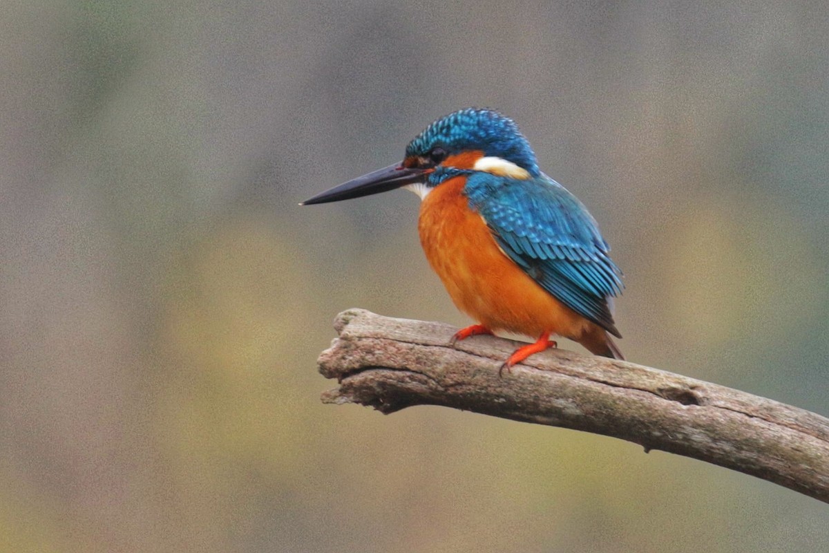 Common Kingfisher - ML603622021