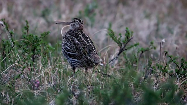 Great Snipe - ML603622071