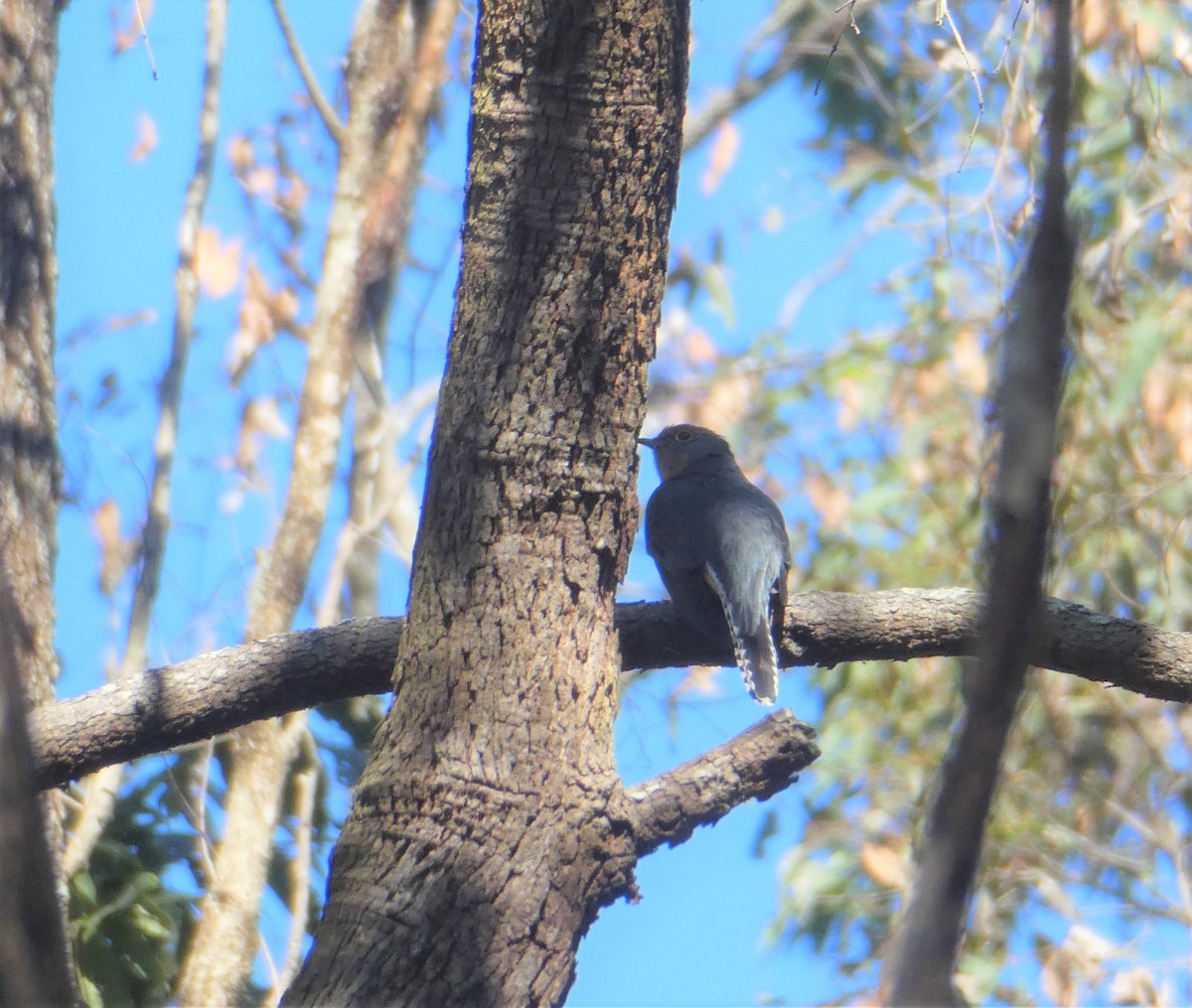 Fan-tailed Cuckoo - ML603622471