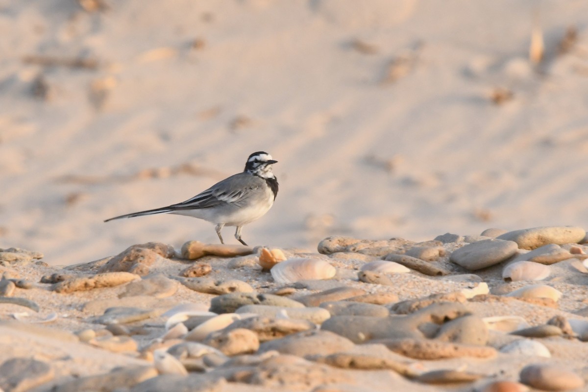 White Wagtail (Moroccan) - ML603622541