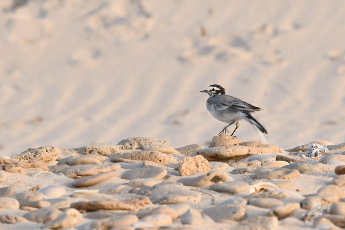 White Wagtail (Moroccan) - ML603622551