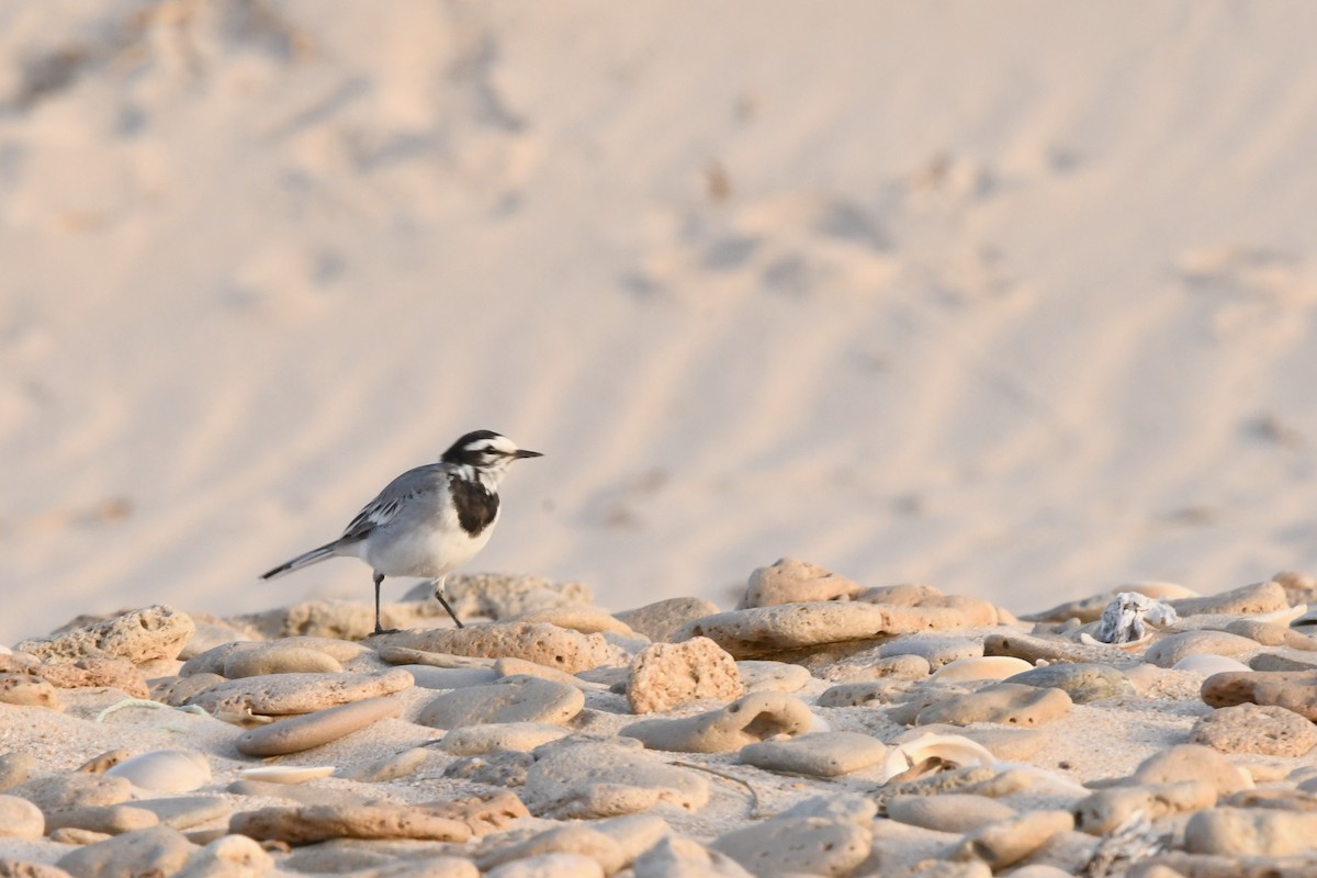 White Wagtail (Moroccan) - Fernando Portillo de Cea