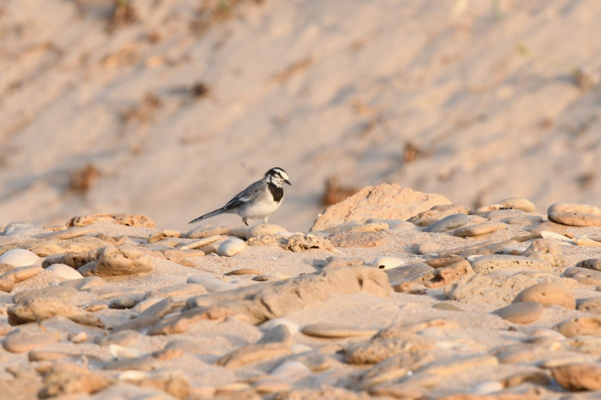 White Wagtail (Moroccan) - ML603622571