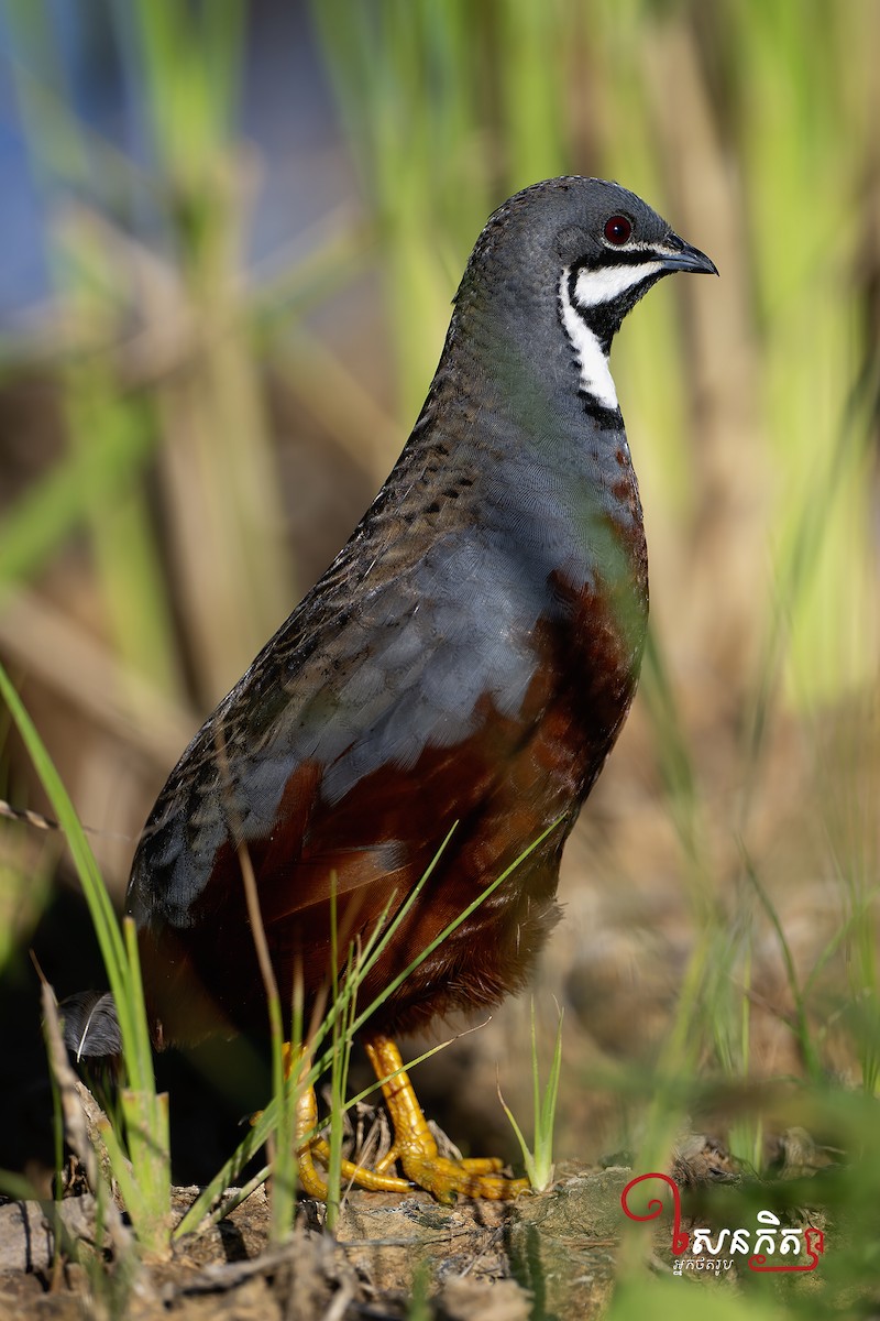 Blue-breasted Quail - ML603622811