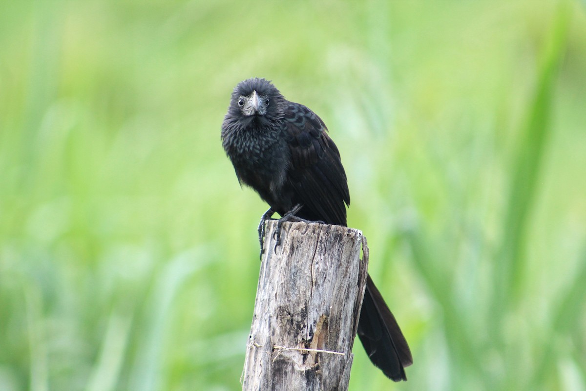 Groove-billed Ani - Julio César Loyo