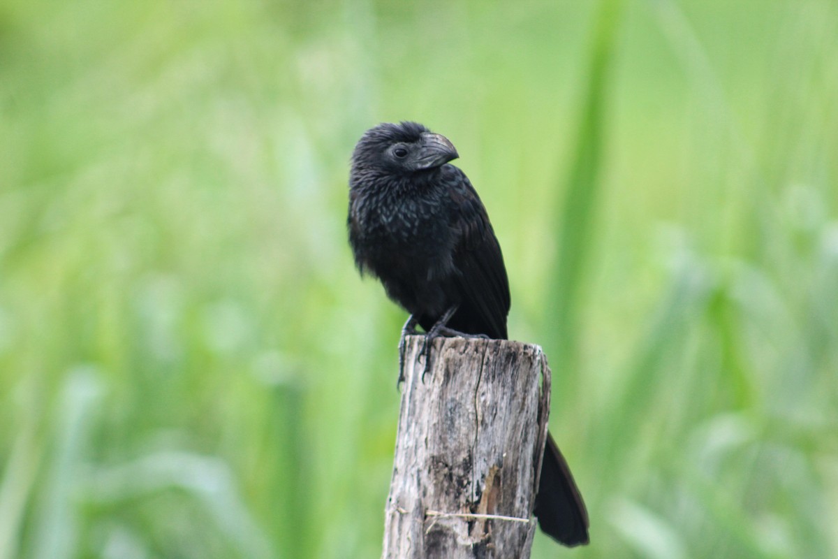 Groove-billed Ani - Julio César Loyo