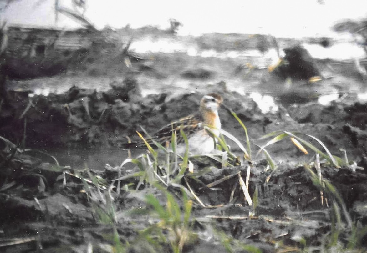 Sharp-tailed Sandpiper - ML603625931