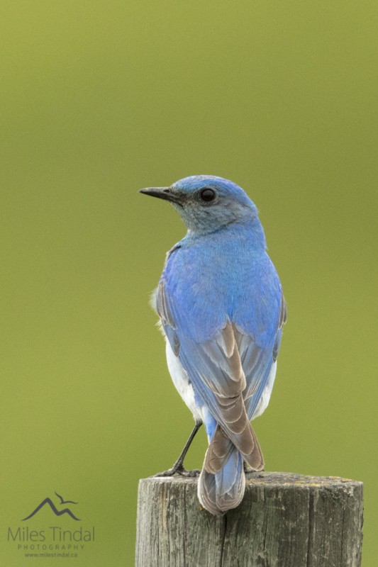 Mountain Bluebird - ML60362621