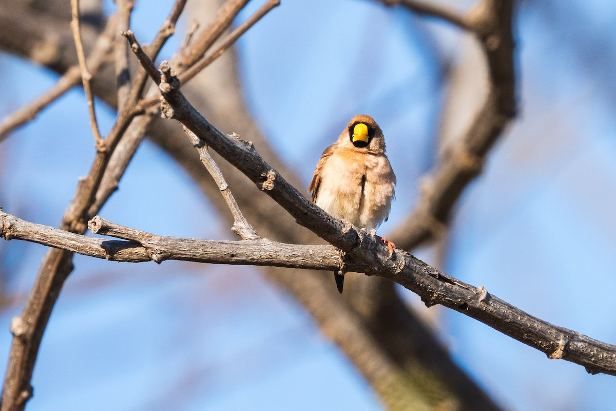 Masked Finch (Masked) - Duncan Henderson