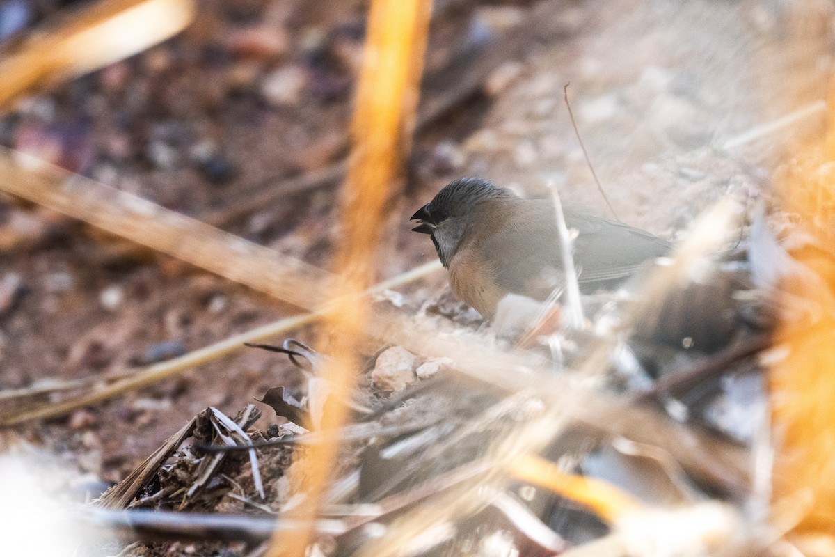 Long-tailed Finch - ML603626761