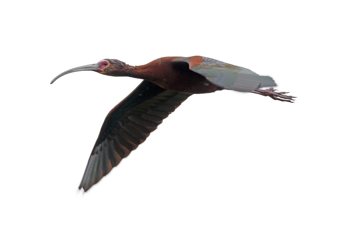 ibis americký - ML60362681