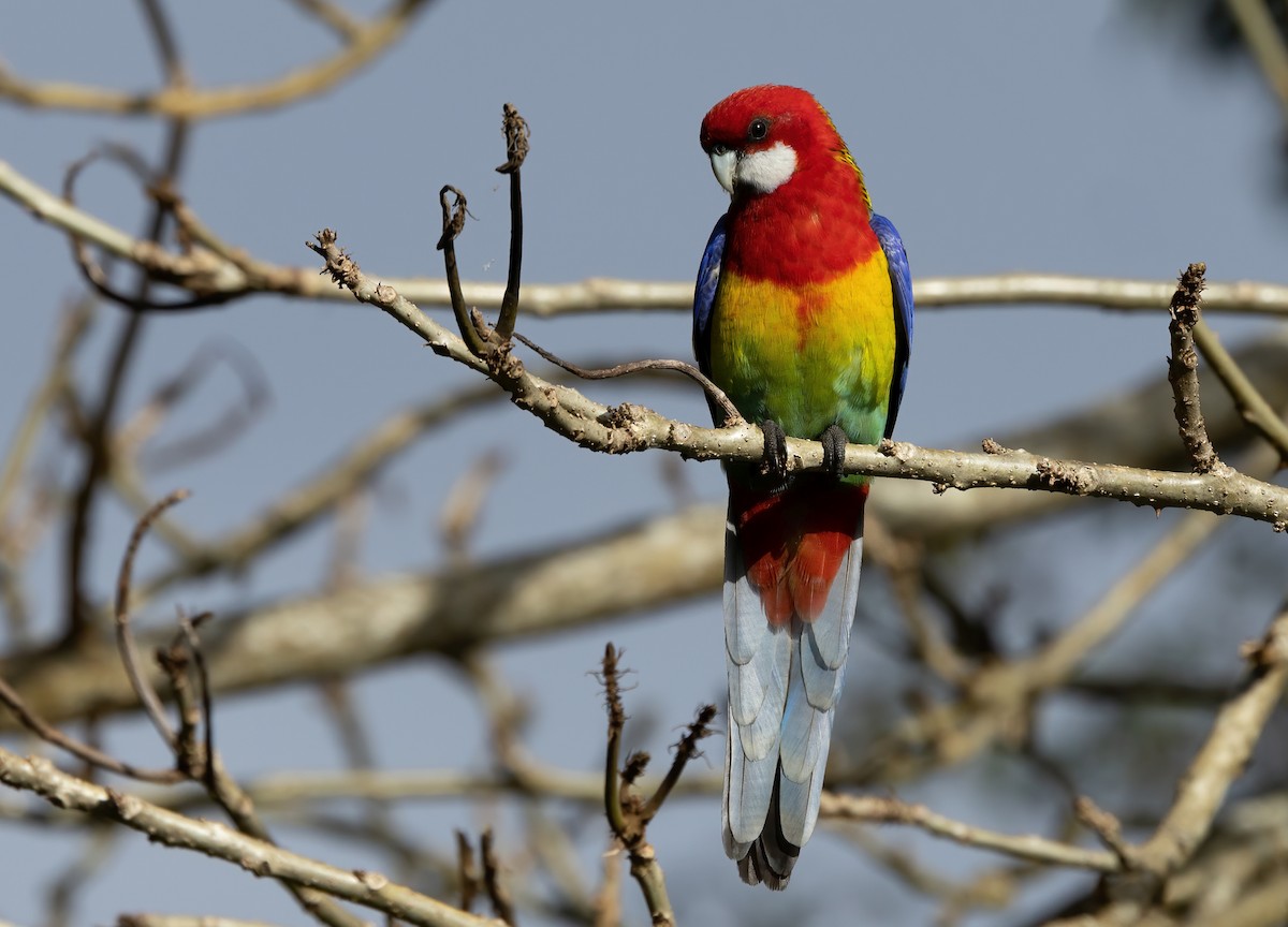 Eastern Rosella - ML603626911