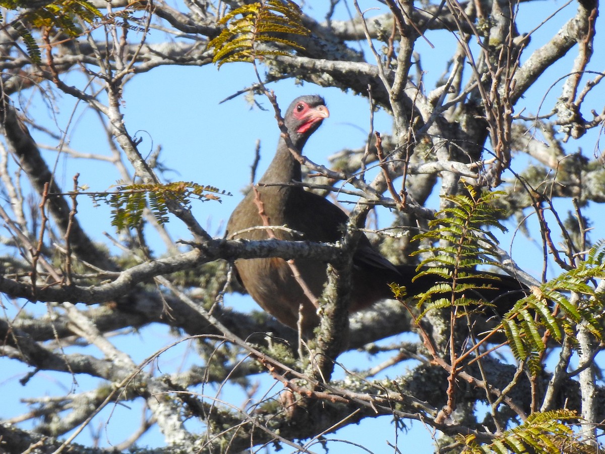 Chaco Chachalaca - Ricardo Centurión