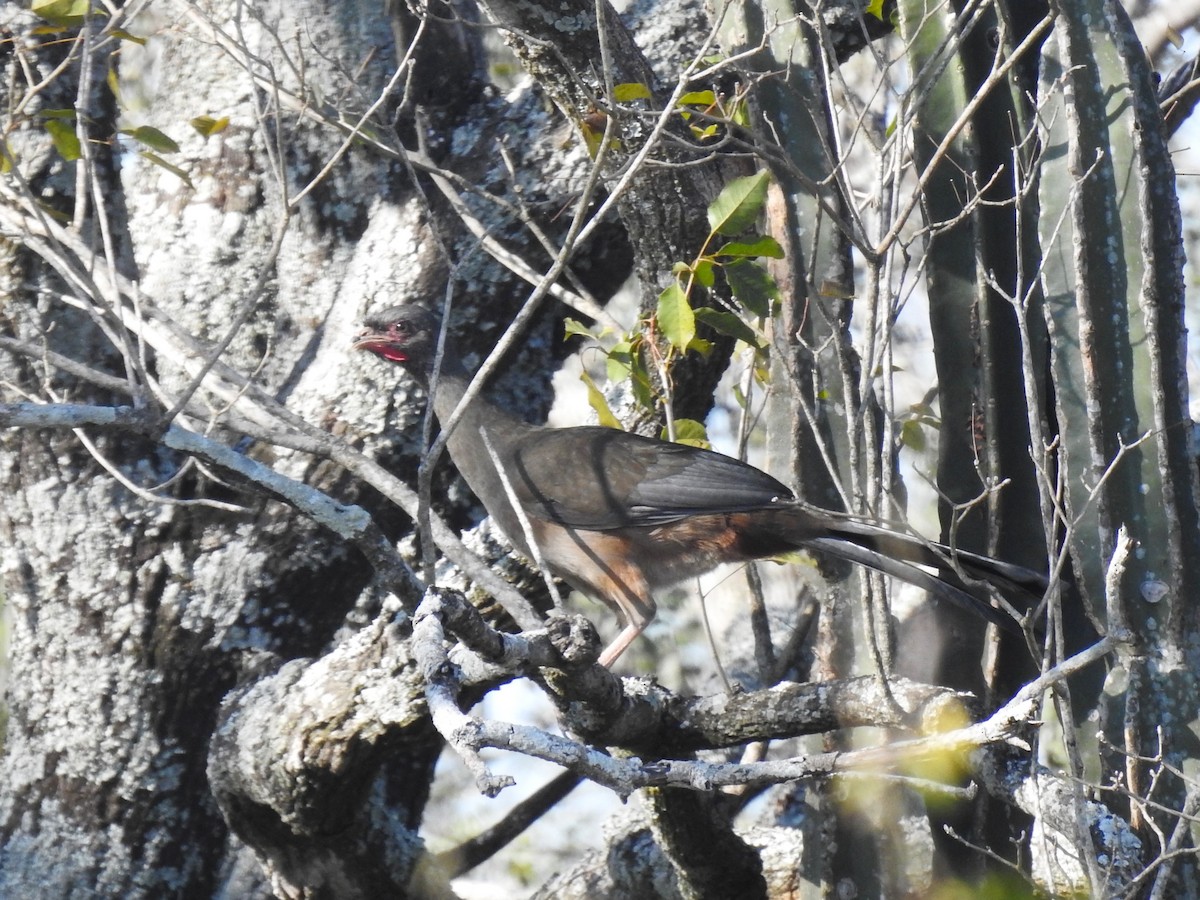 Chachalaca Charata - ML603627031