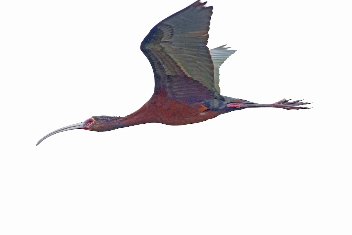 ibis americký - ML60362711